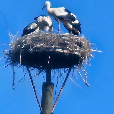 דירה 06 Grashuepfer - Hof Wiesengrund *