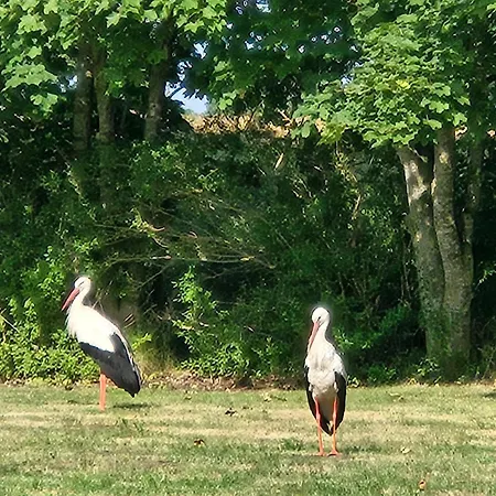 06 Grashuepfer - Hof Wiesengrund *