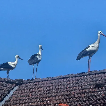 06 Grashuepfer - Hof Wiesengrund דירה *