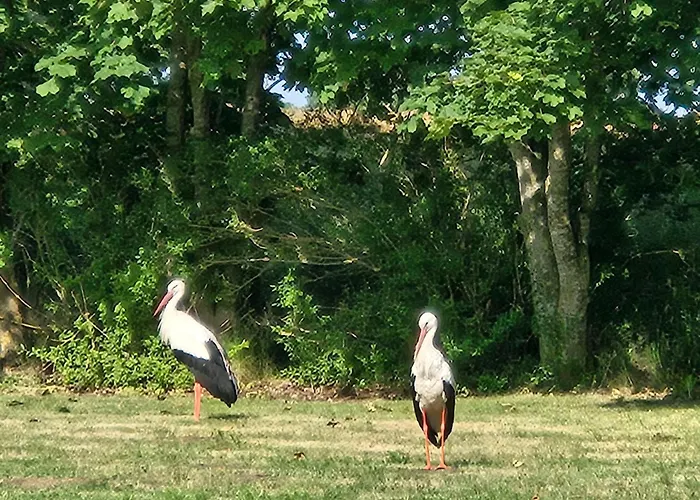 06 Grashuepfer - Hof Wiesengrund *